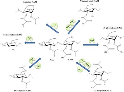 Bacterial Strategies to Preserve Cell Wall Integrity Against Environmental Threats